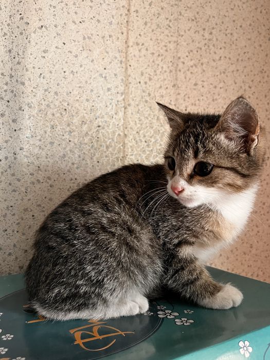 Котенок мальчик в добрые руки