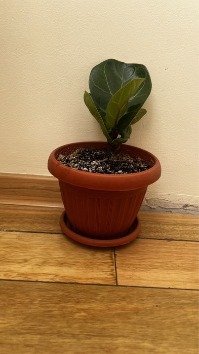 Лирата комнатные цветы