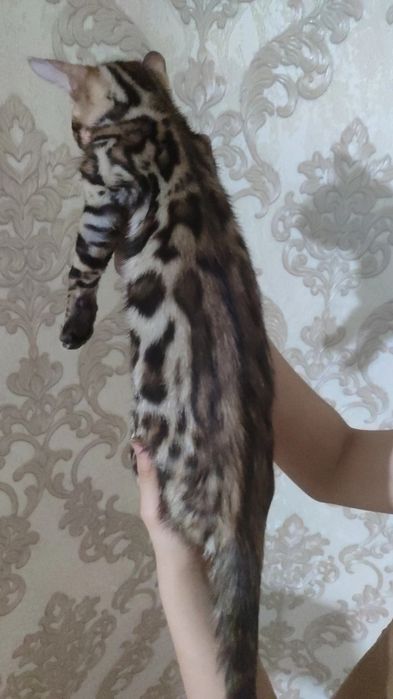 Тозза бенгал боласи сотилади.