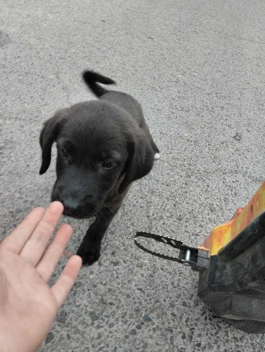 Отдам щеночка  в добрые руки