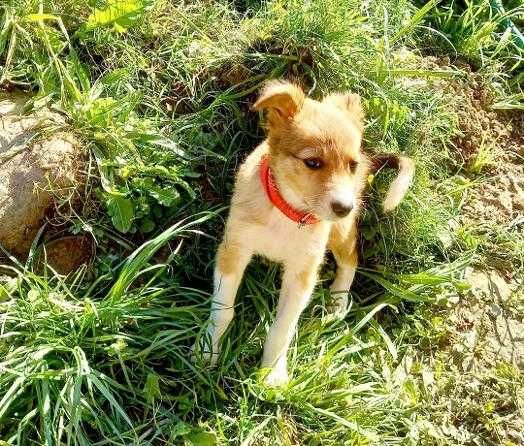 Adopție cateluse de trei luni