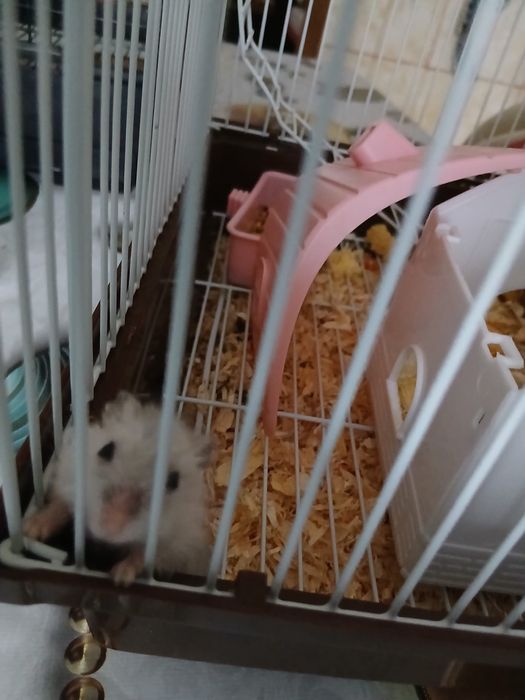 Vand pui de hamster
