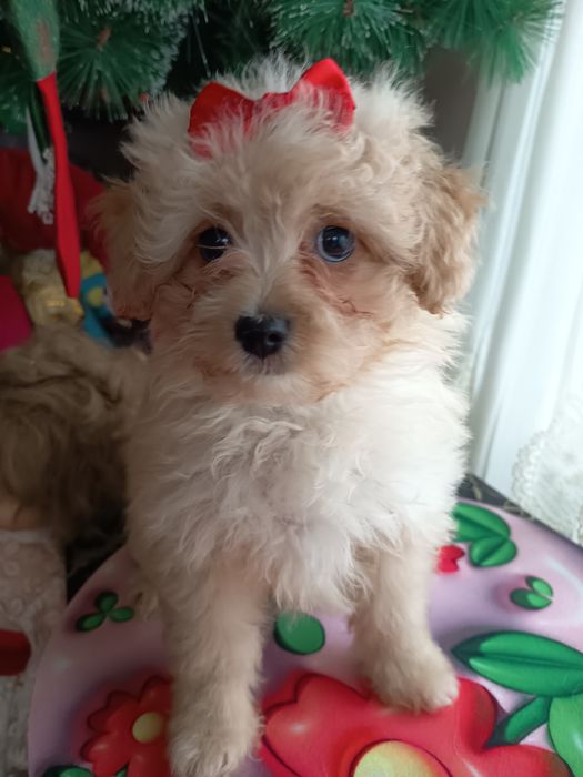 Кученца от породата Помапу