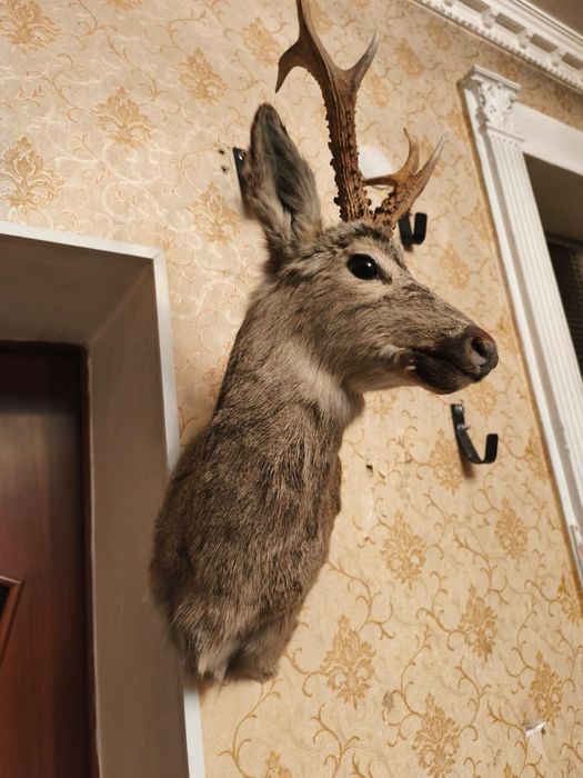 Продам Чучила Касули