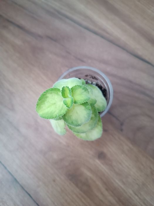 Плектрантус Golden rufles