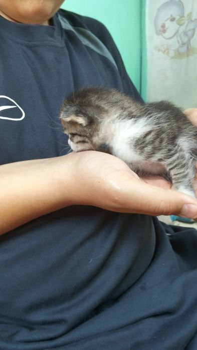 Отдам котят бесплатно