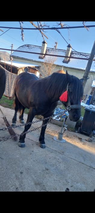 Vând mânză neagră