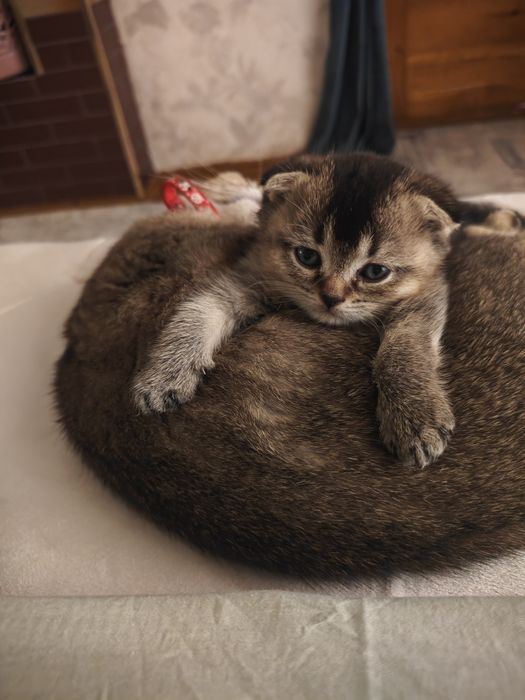 Продаётся кошка мальчик