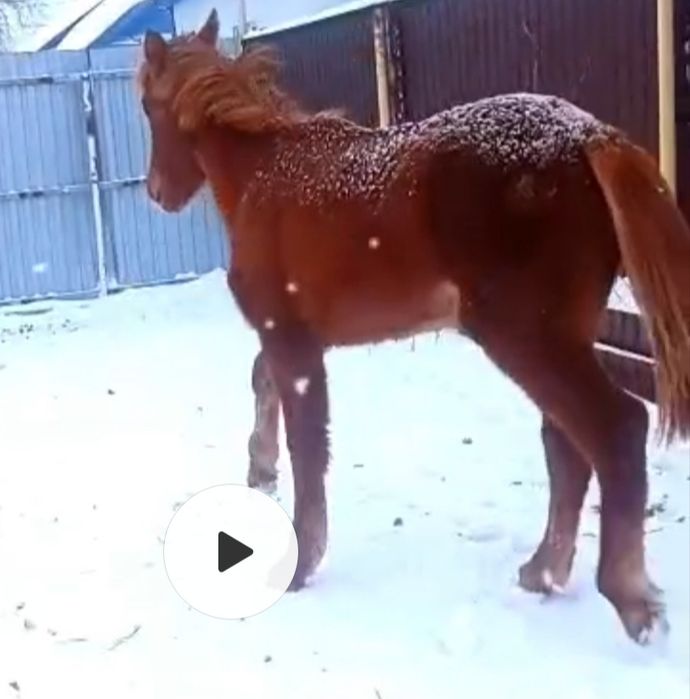 Ұрғашы жабағы сатылады