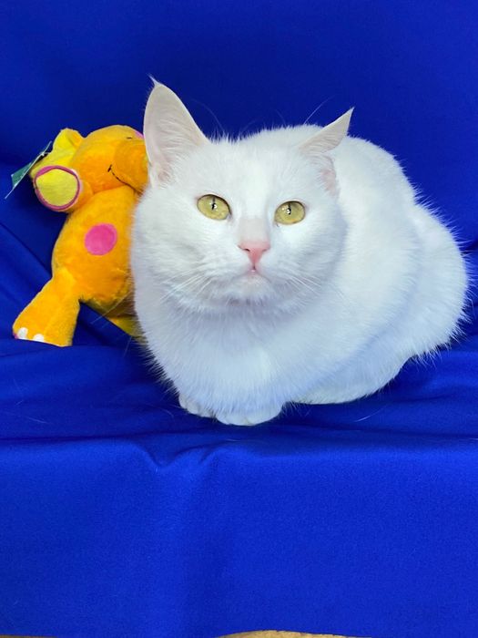 Кошка Алиска ищет дом!