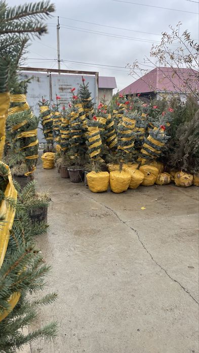 Голубая ель Елка