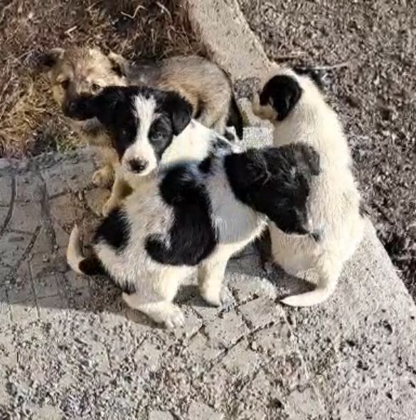 Отдам в добрые руки