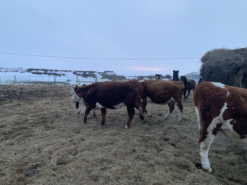 Продам КРС  обши сатылады