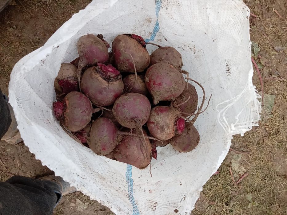 Sfecla rosie,calitate,cantitate