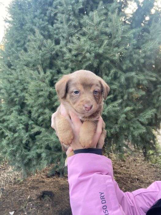 Отам щенка в добрые руки