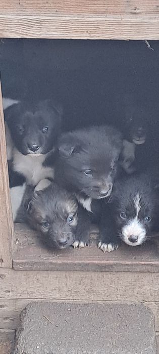 Отдам щенков в добрые руки