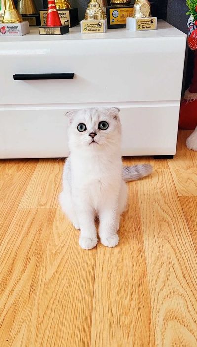 Baiat scottish fold cu pedigree