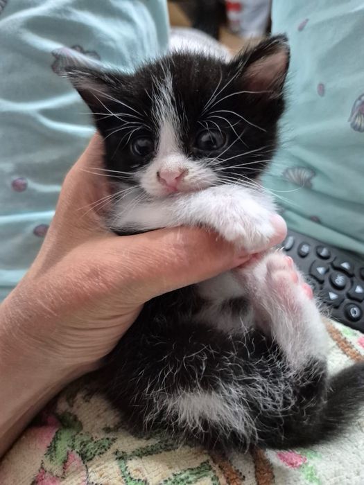 Котенок в добрую семью