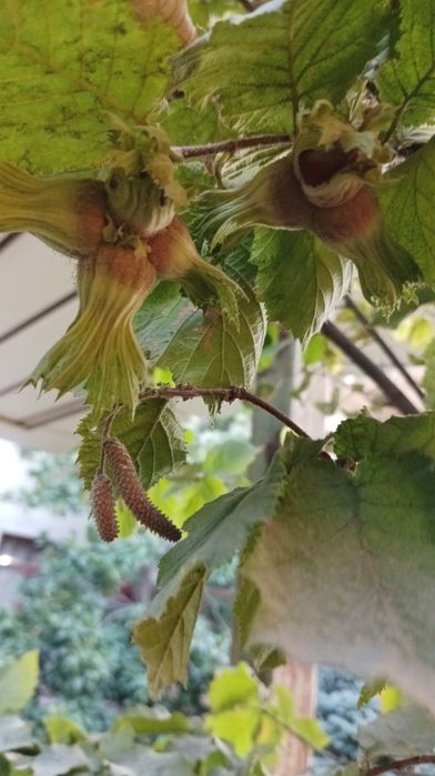 Дерево фундук,и семена фундука