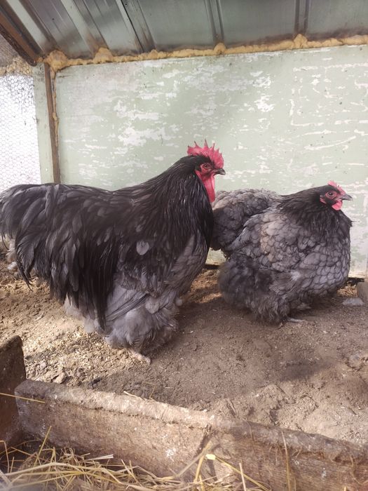 Пилета и яйца от много видове кокошки.Видин