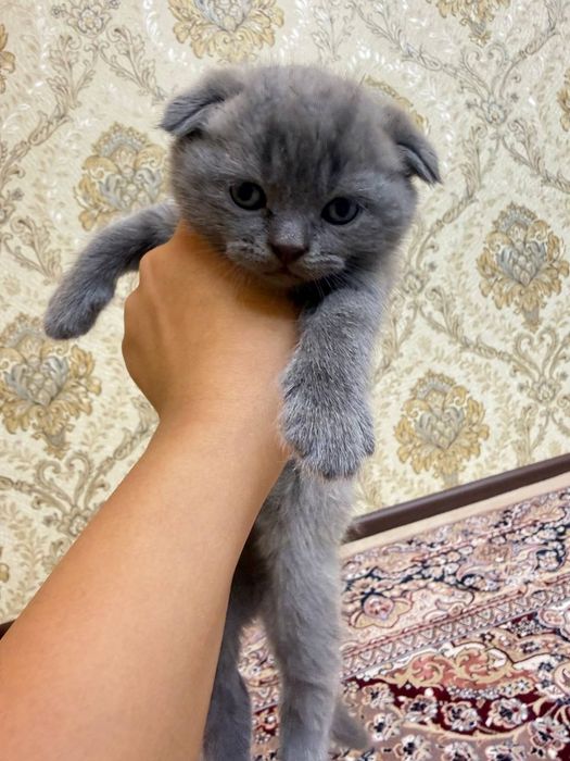 Продаются котята