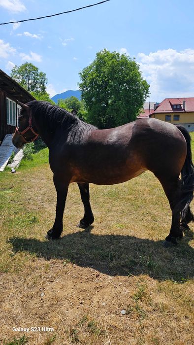 cal de vanzare, 4ani