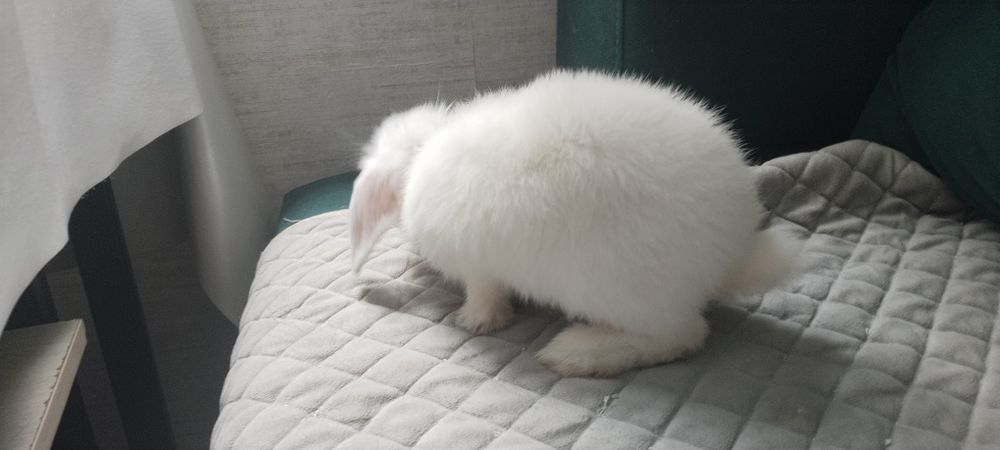 Кролик белый, домашний