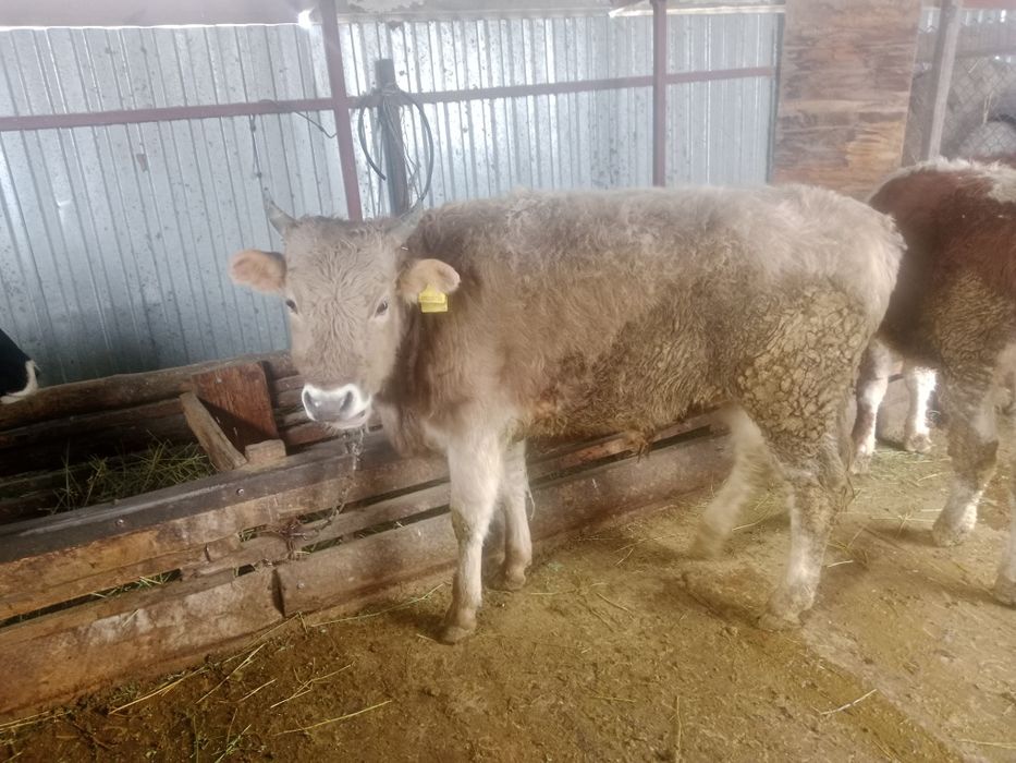 Продам два бычка