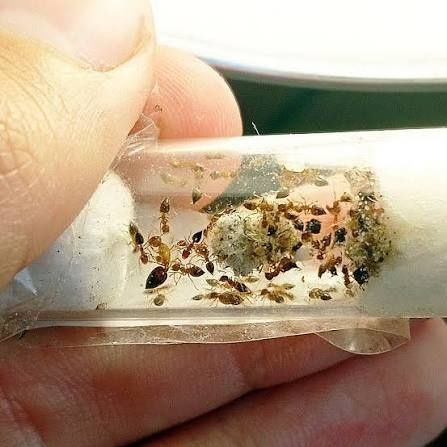 Муравьи для всех! В Астане