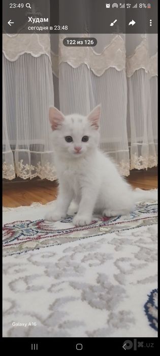 Manashu mushukcha sotiladi