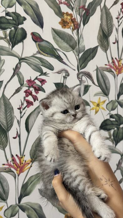 шотладские котята