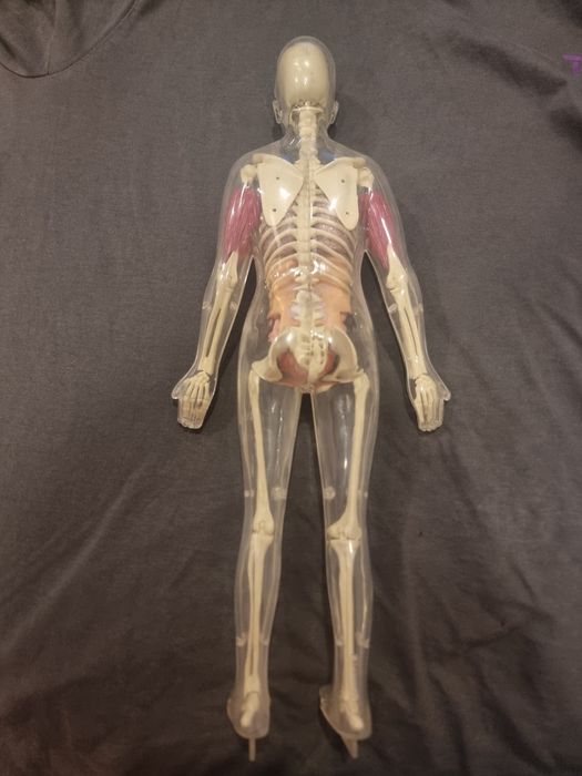 Модел човешкото тяло
