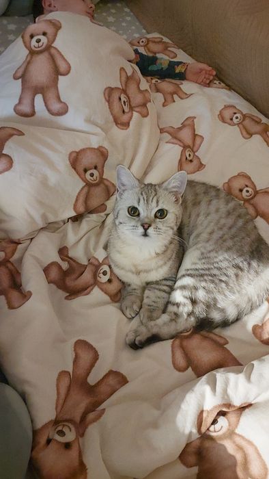 Котята ищут  дом