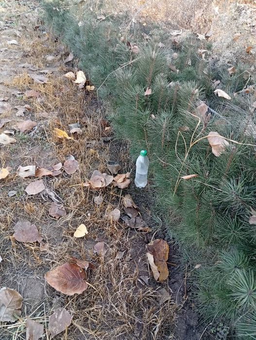 Сосна крымская 20-30  голубые ели