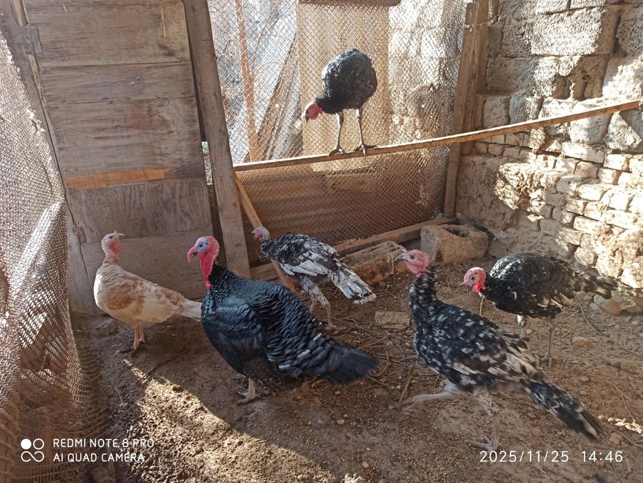 Продаются индюки и гуси домашние