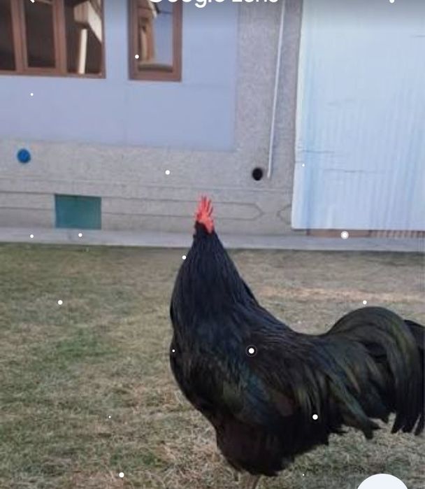 Brama va Qora shahzoda 5 oyli juja buyi 90 sm buyi yana usadi kamida 1