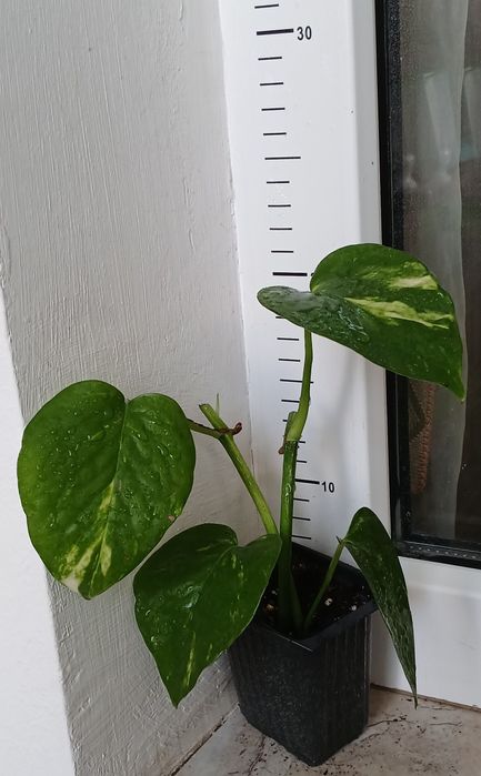 Дяволски бръшлян/епипремнум/ Цвете на парите