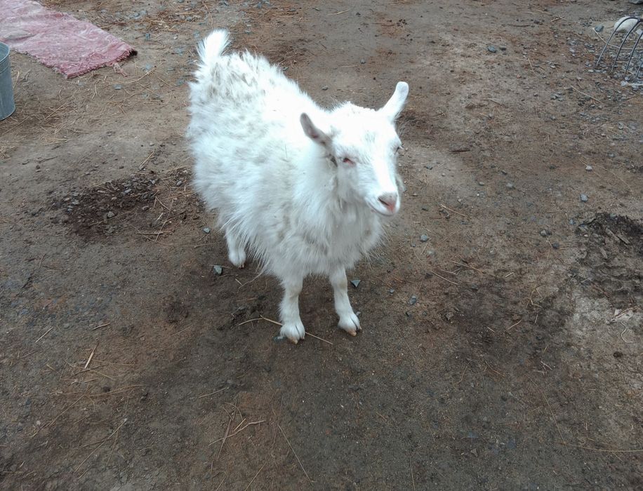 1 жастагы ешки сатылады