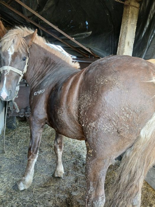 Продам жеребца,кобылы