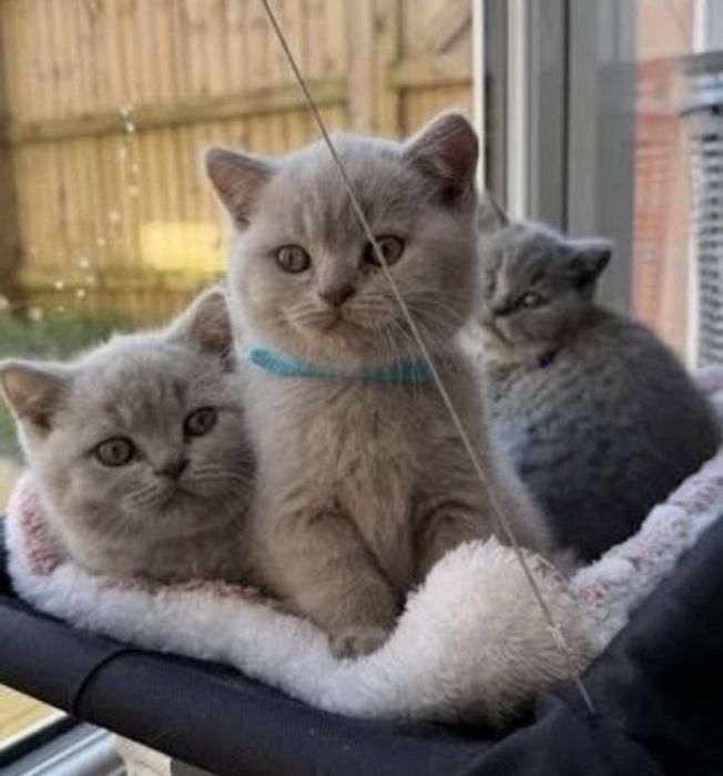 Лиловенькие Котята