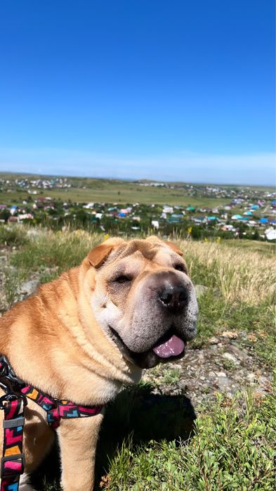 Продам в надежные руки