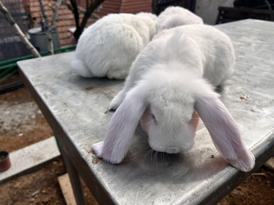 Iepuri berbec german