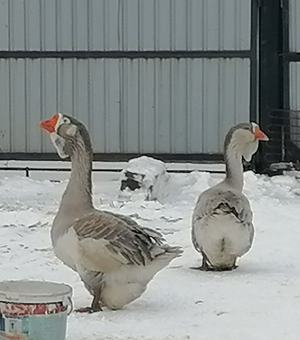 Молодой холмогор