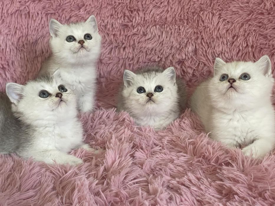 Британка късокосместа