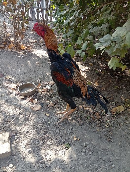 Тухум ва жожалар сотилади.