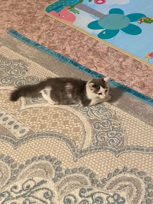 Котенык коасивыи