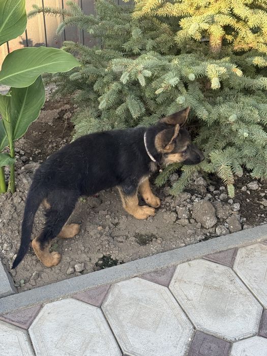 Продам щенка немецкой овчарки