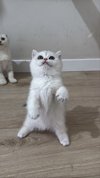 Шиншилла silver ns 11