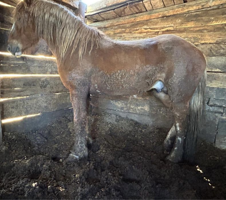 Жеребец советский тяж