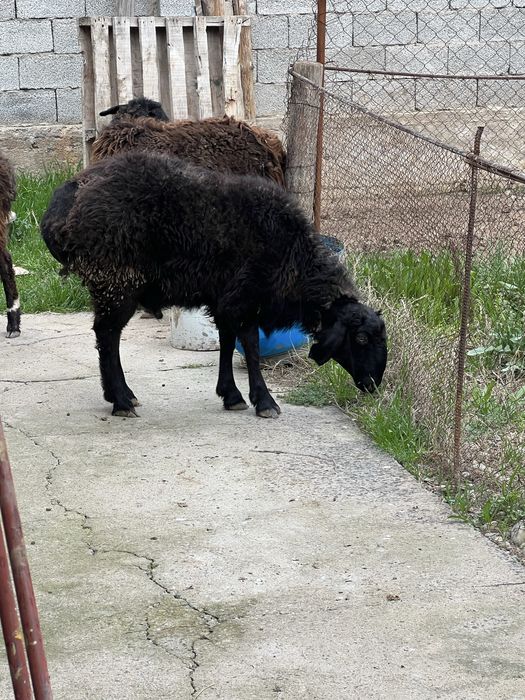 Қошқар сатылады бордақы